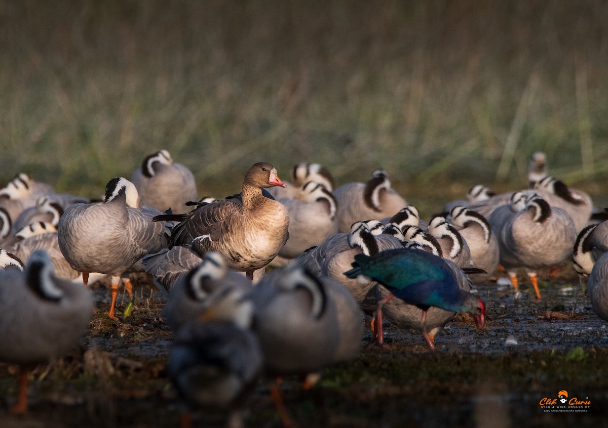 Greater White-fronted Goose - ML541111811