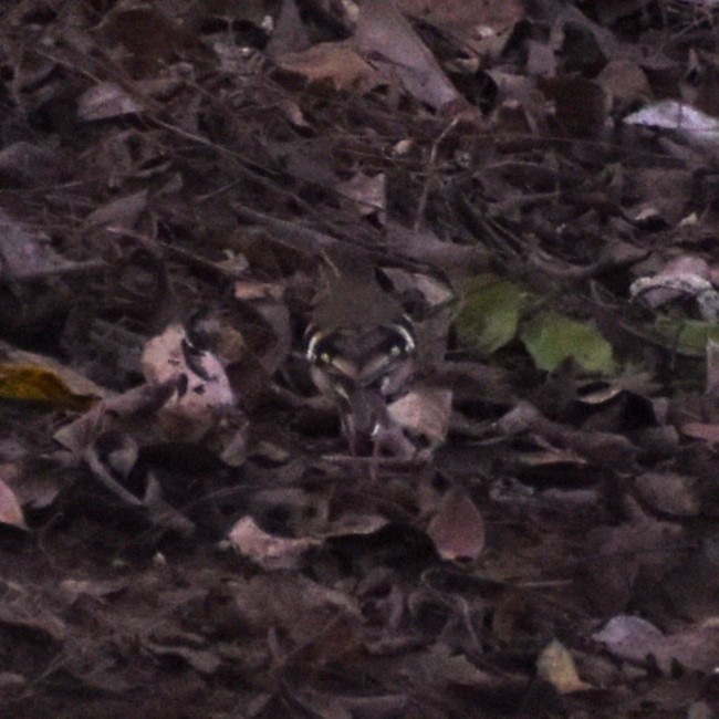 Forest Wagtail - Pradeeshwar R.J