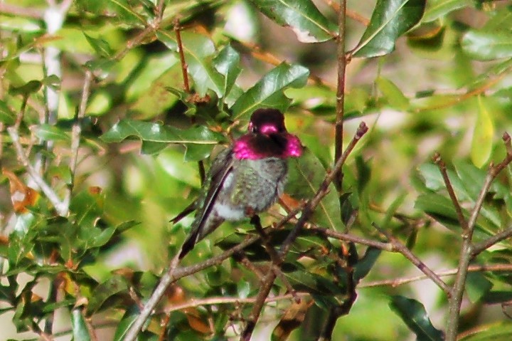 Anna's Hummingbird - ML54111211