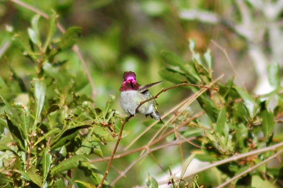 Anna's Hummingbird - ML54111221