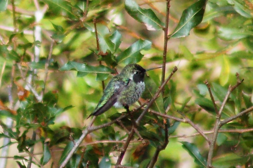 Anna's Hummingbird - ML54111281