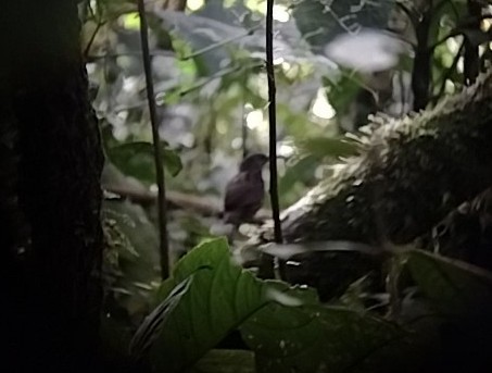 Sumatran Wren-Babbler - ML541112841