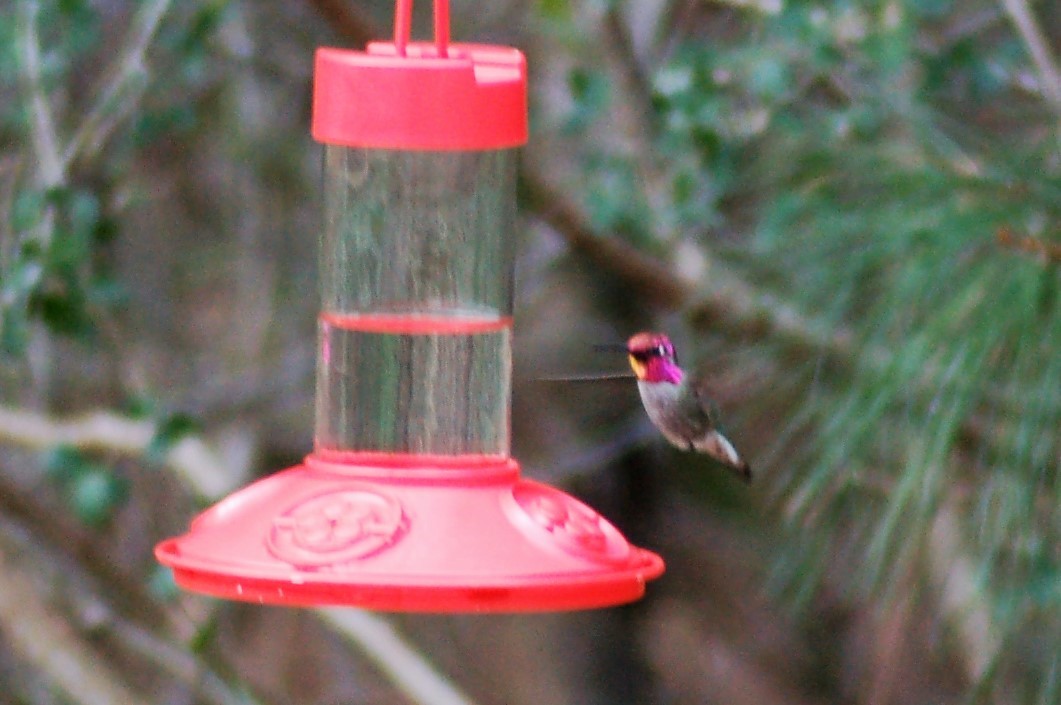 Anna's Hummingbird - ML54111341