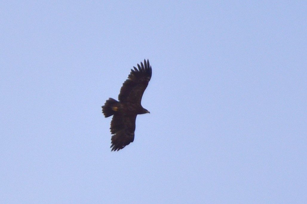 Greater Spotted Eagle - ML541113581