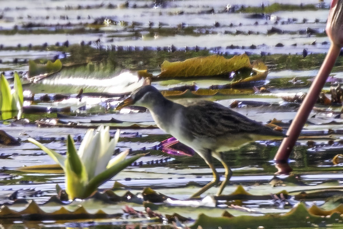 White-browed Crake - ML541113991