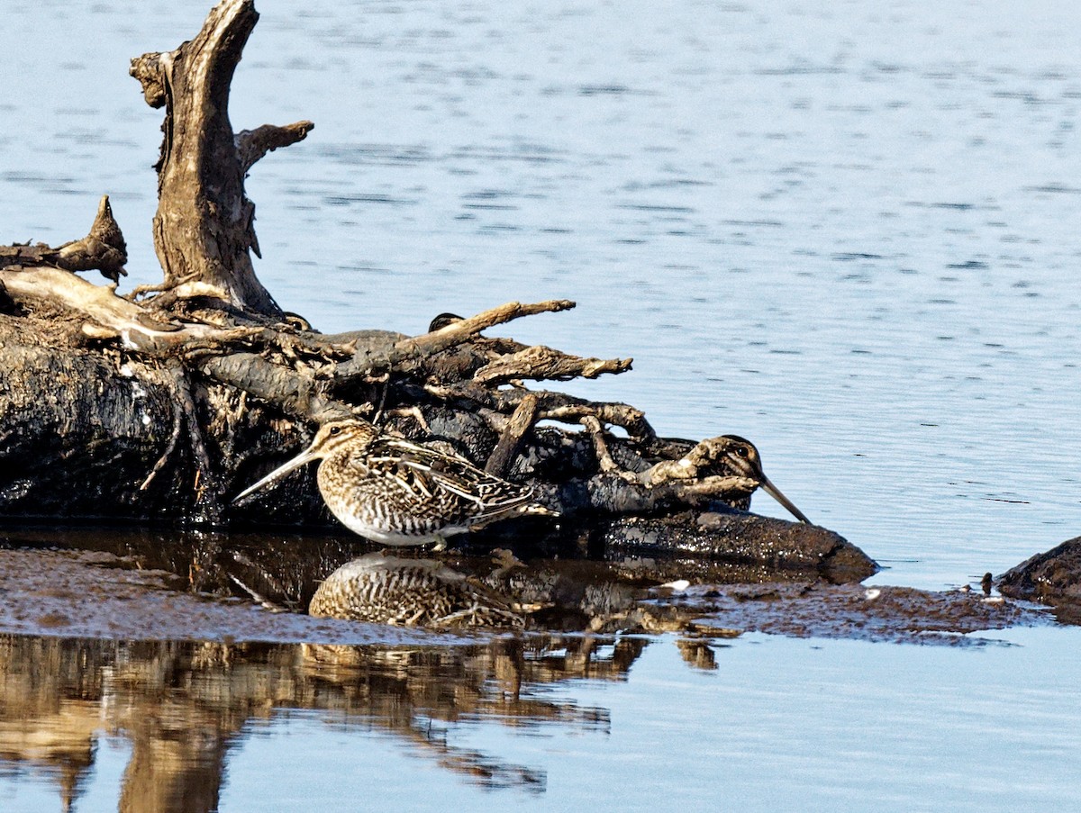Wilson's Snipe - ML541114721