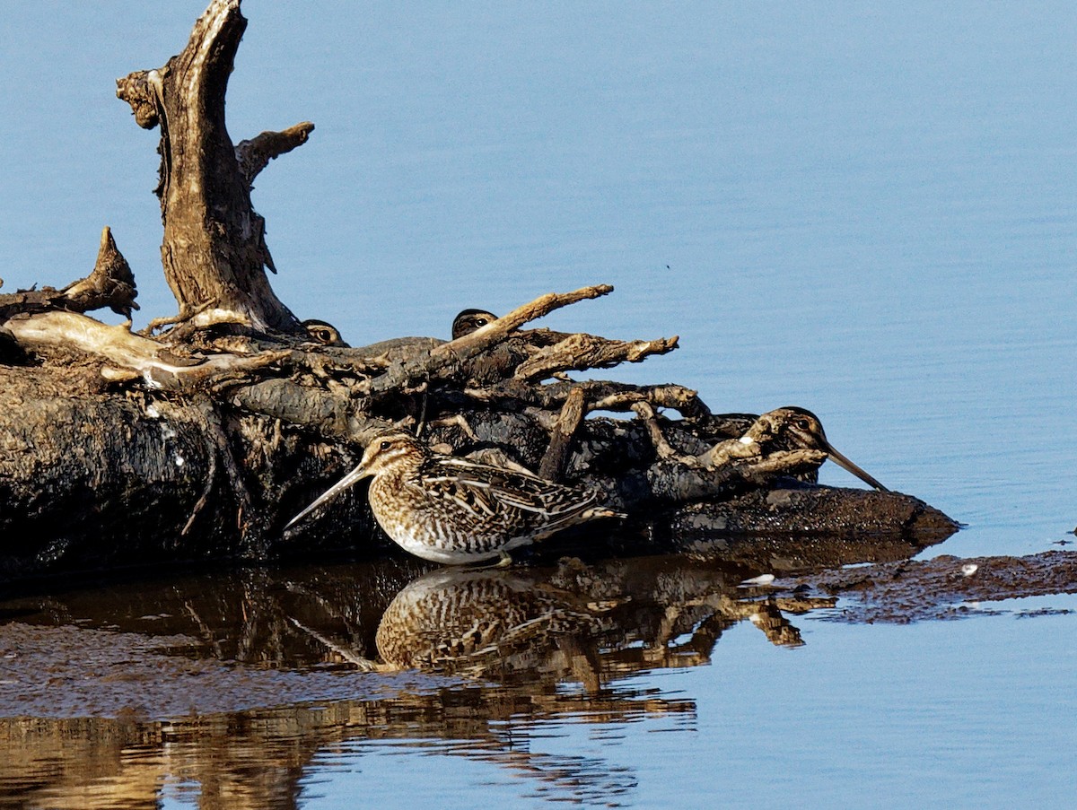 Wilson's Snipe - ML541114731