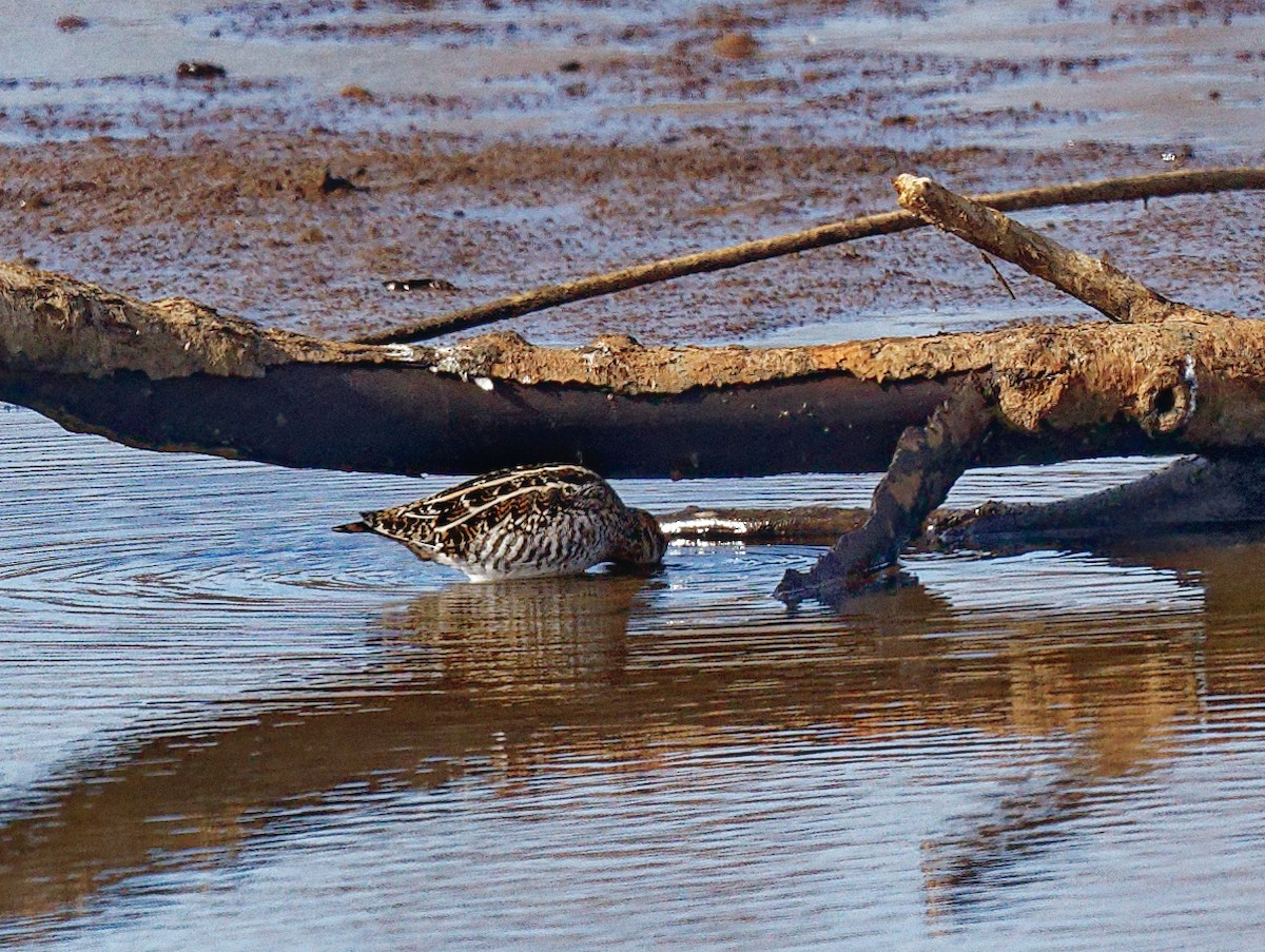 Wilson's Snipe - ML541114741
