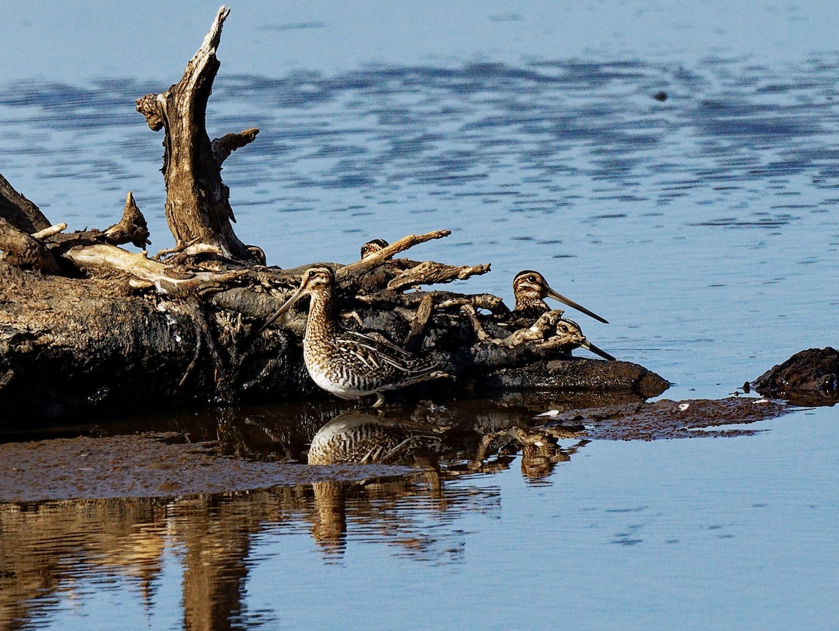 Wilson's Snipe - ML541114761