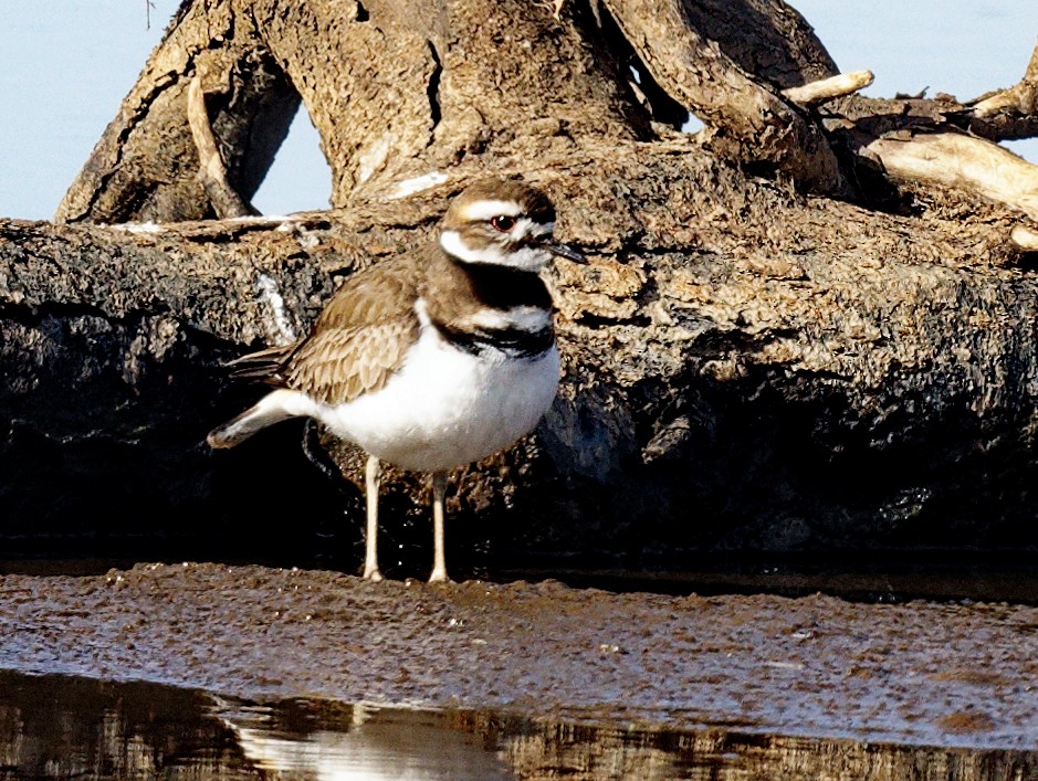 Killdeer - ML541114841