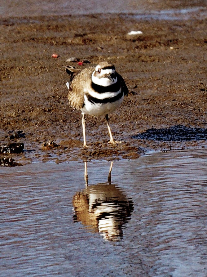 Killdeer - ML541114851