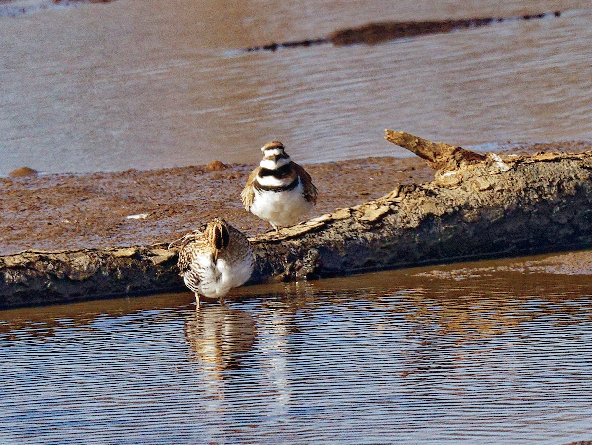 Killdeer - ML541114871