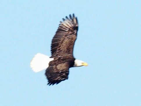 Bald Eagle - ML541114921