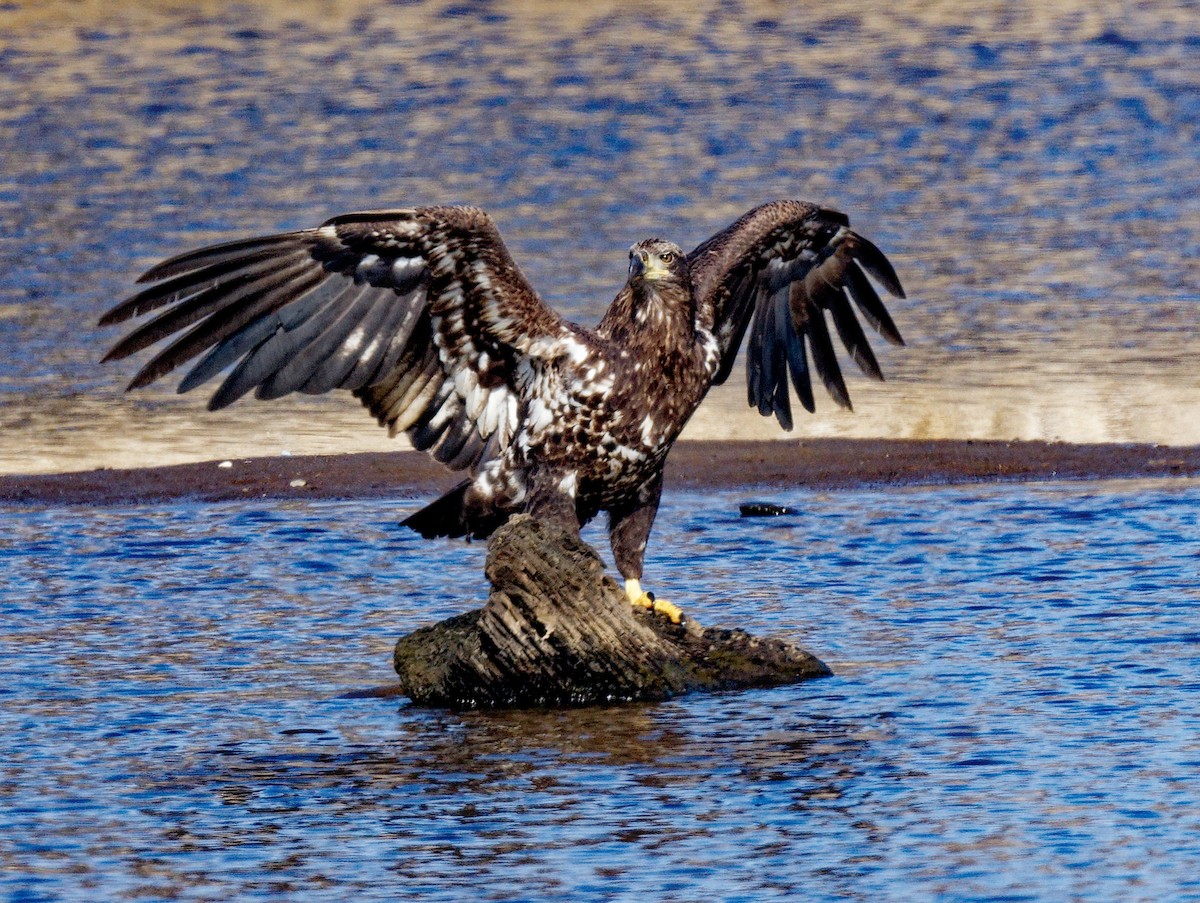 Bald Eagle - ML541114971