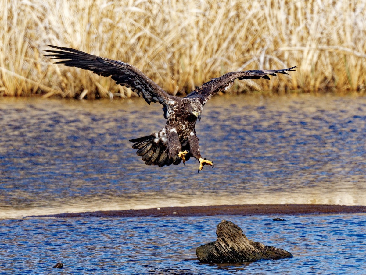 Bald Eagle - ML541114981