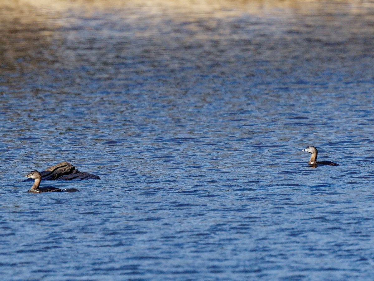 Pied-billed Grebe - ML541115081