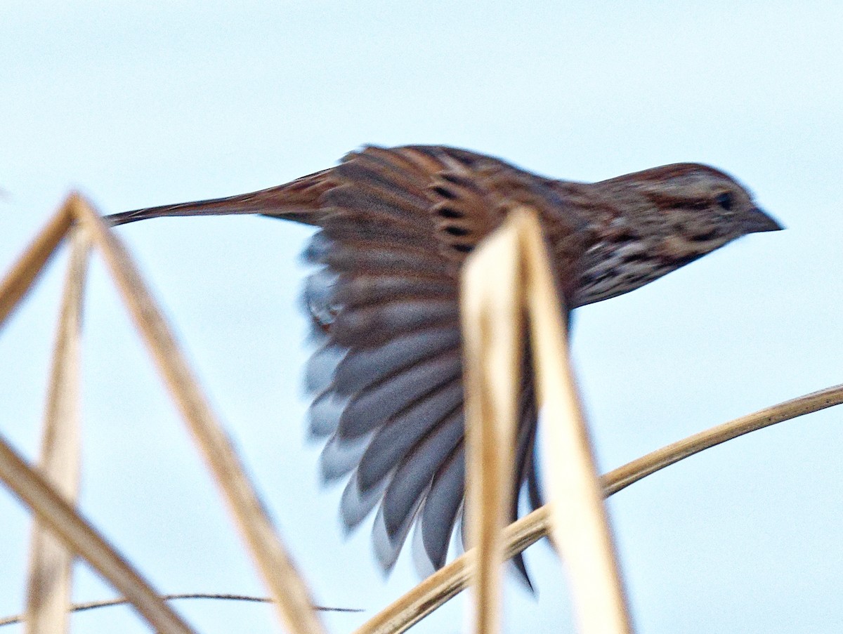 Red-winged Blackbird - ML541115121