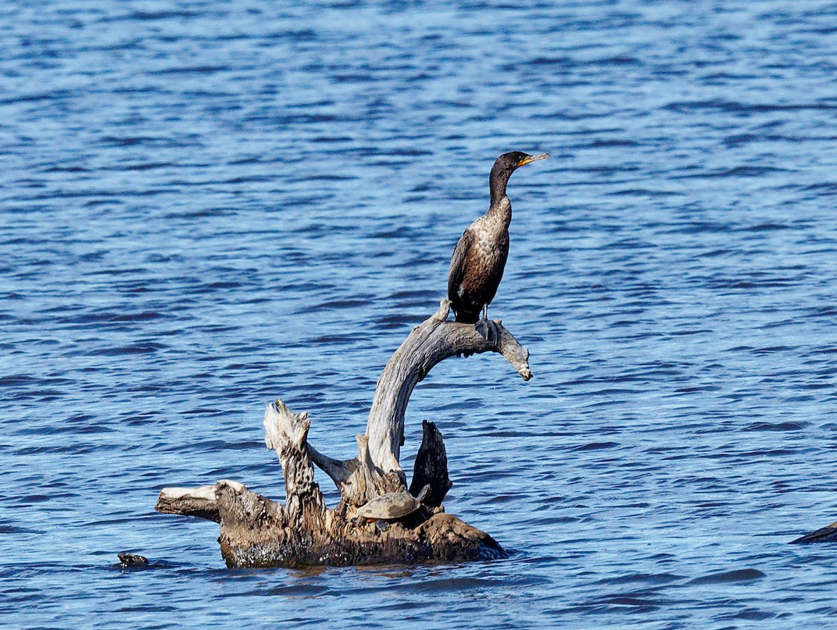 Double-crested Cormorant - ML541115131