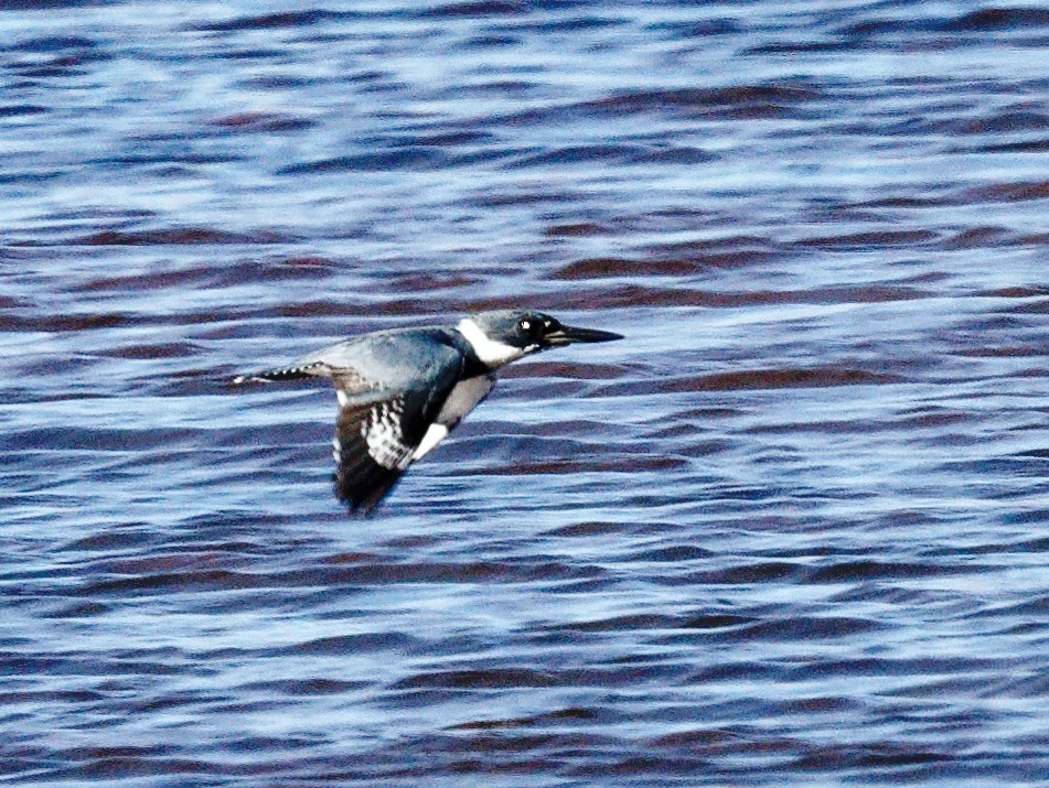 Belted Kingfisher - ML541115181