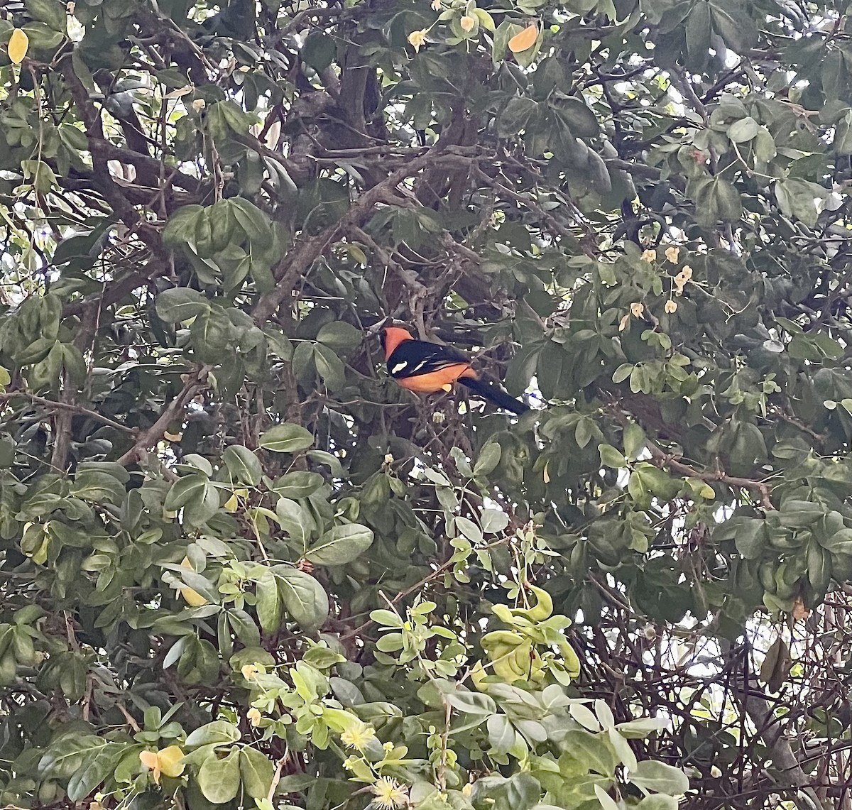 Hooded Oriole - Ashley Rathman