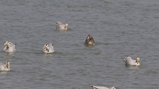 Greater White-fronted Goose - ML541116081