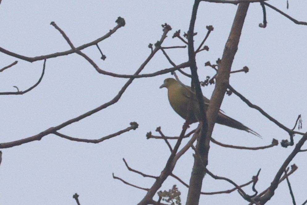 Pin-tailed Green-Pigeon - Charley Hesse TROPICAL BIRDING