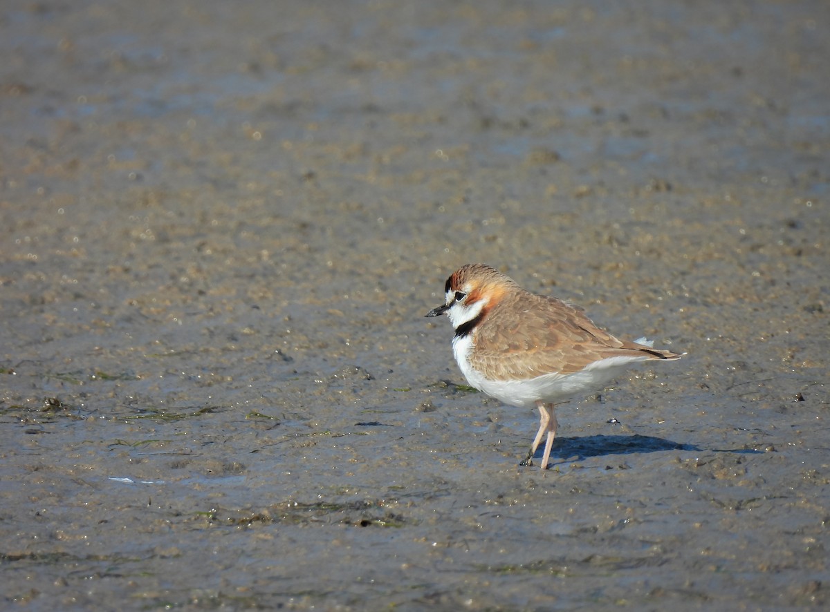 Collared Plover - ML541117561