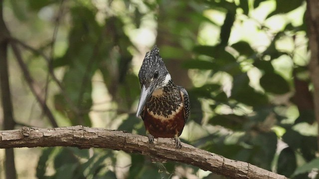 Giant Kingfisher - ML541117661