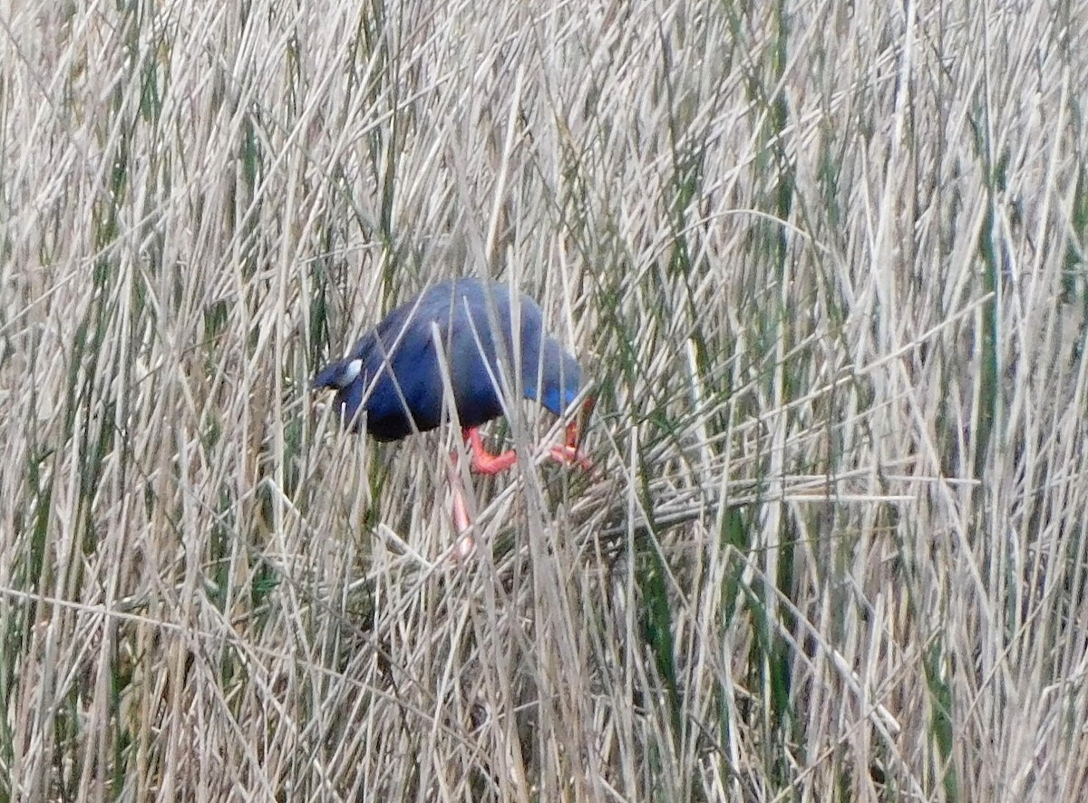 Western Swamphen - Alexandre Hespanhol Leitão