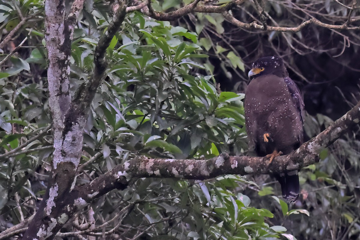 Haubenschlangenadler - ML541118321