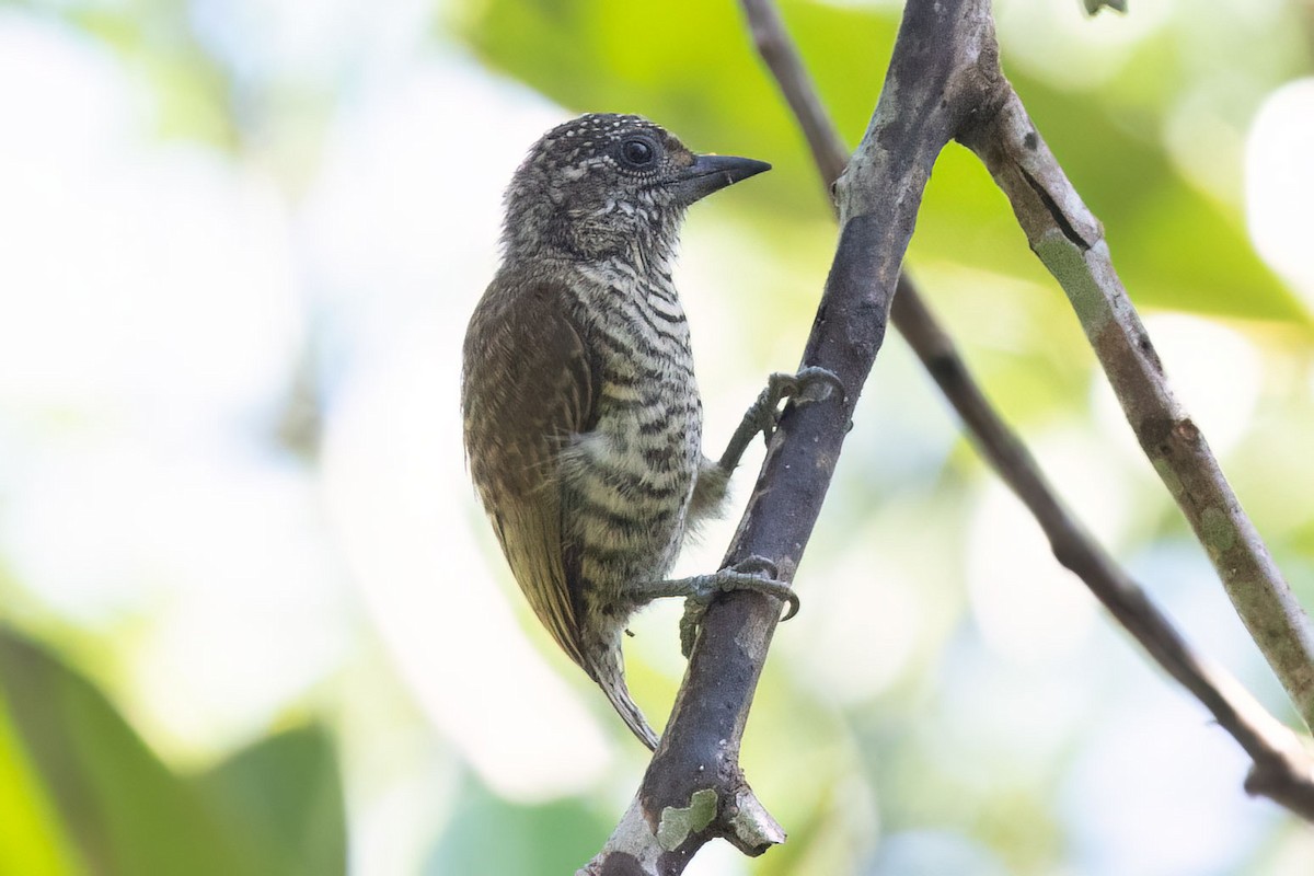 Lafresnaye's Piculet - ML541121651