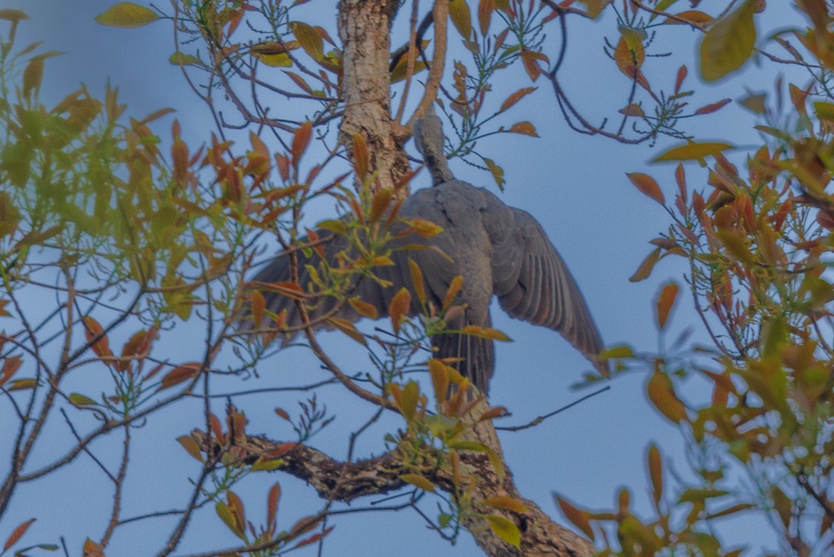 Great Slaty Woodpecker - ML541121721