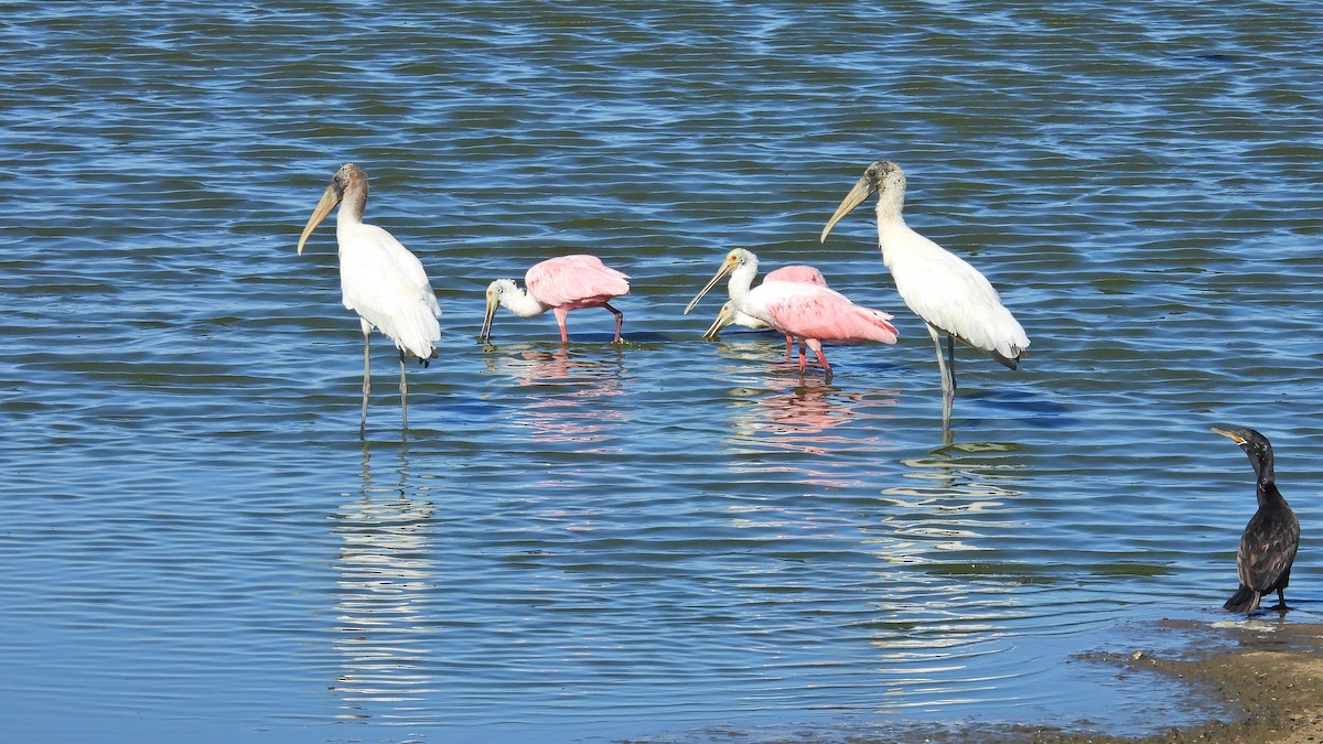 Wood Stork - ML541123461