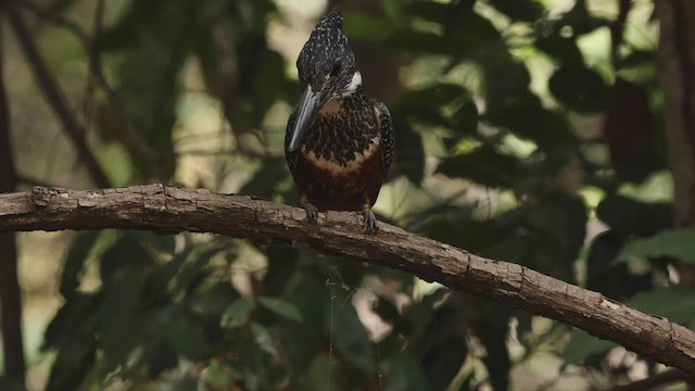 Giant Kingfisher - ML541123491
