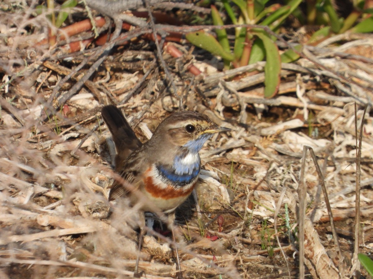 Bluethroat - ML541123881