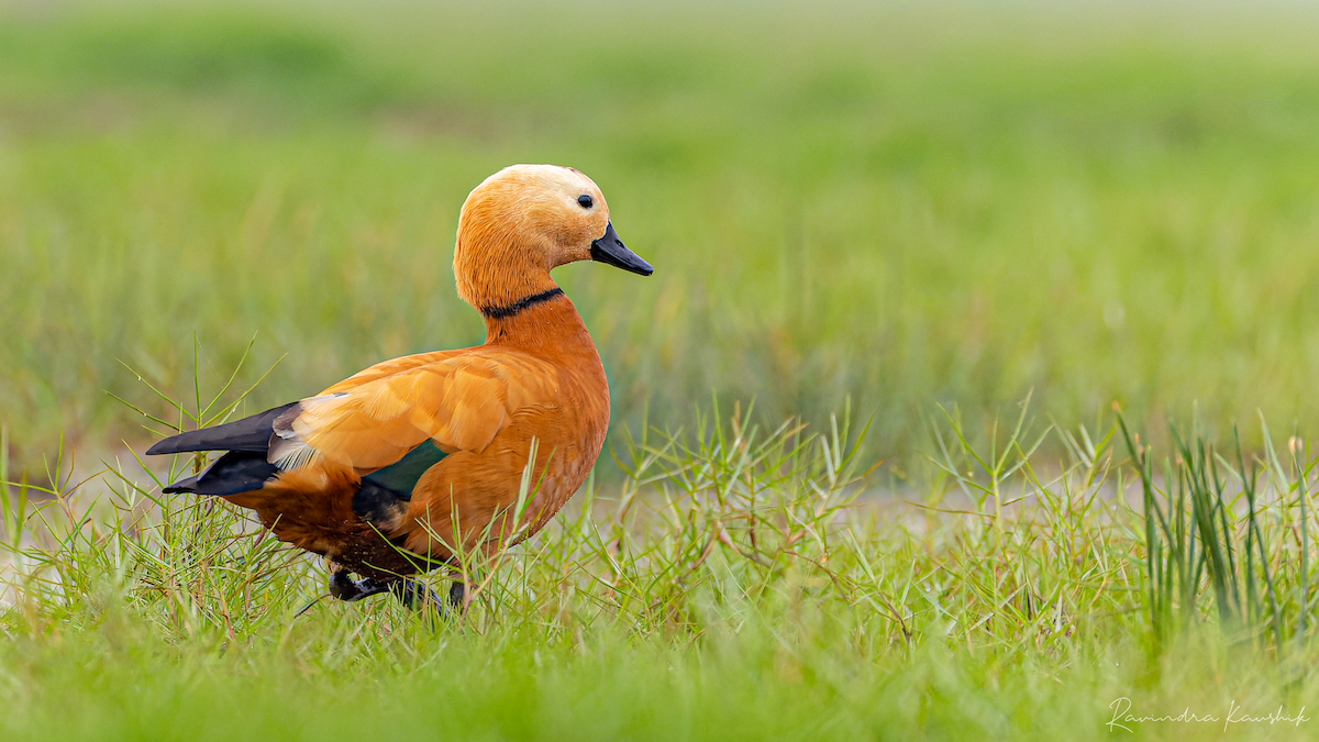 Ruddy Shelduck - ML541124051