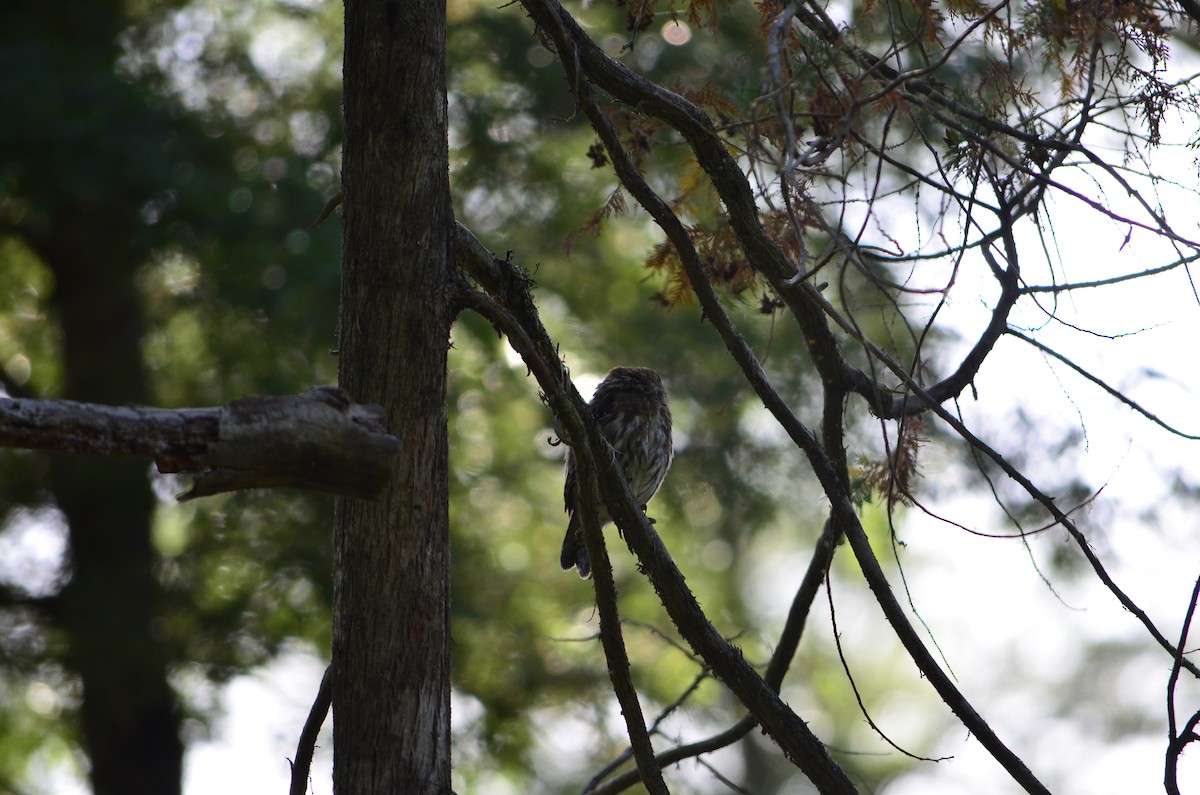 Austral Pygmy-Owl - ML541124351