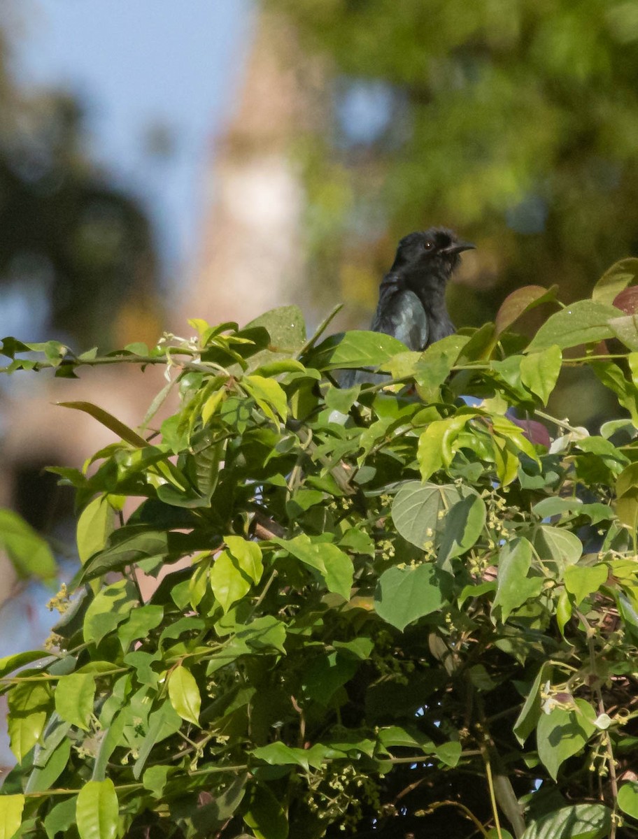 Square-tailed Drongo-Cuckoo - Ashish John