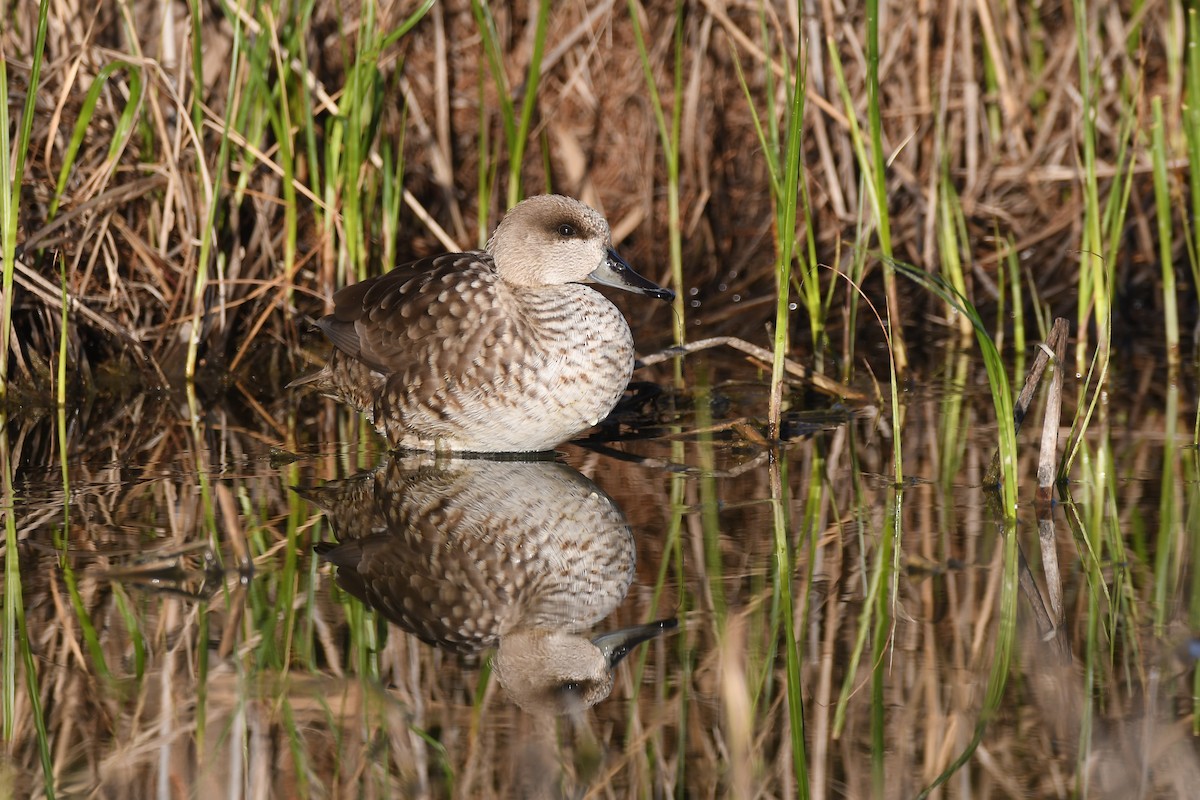 Marbled Duck - Santiago Caballero Carrera