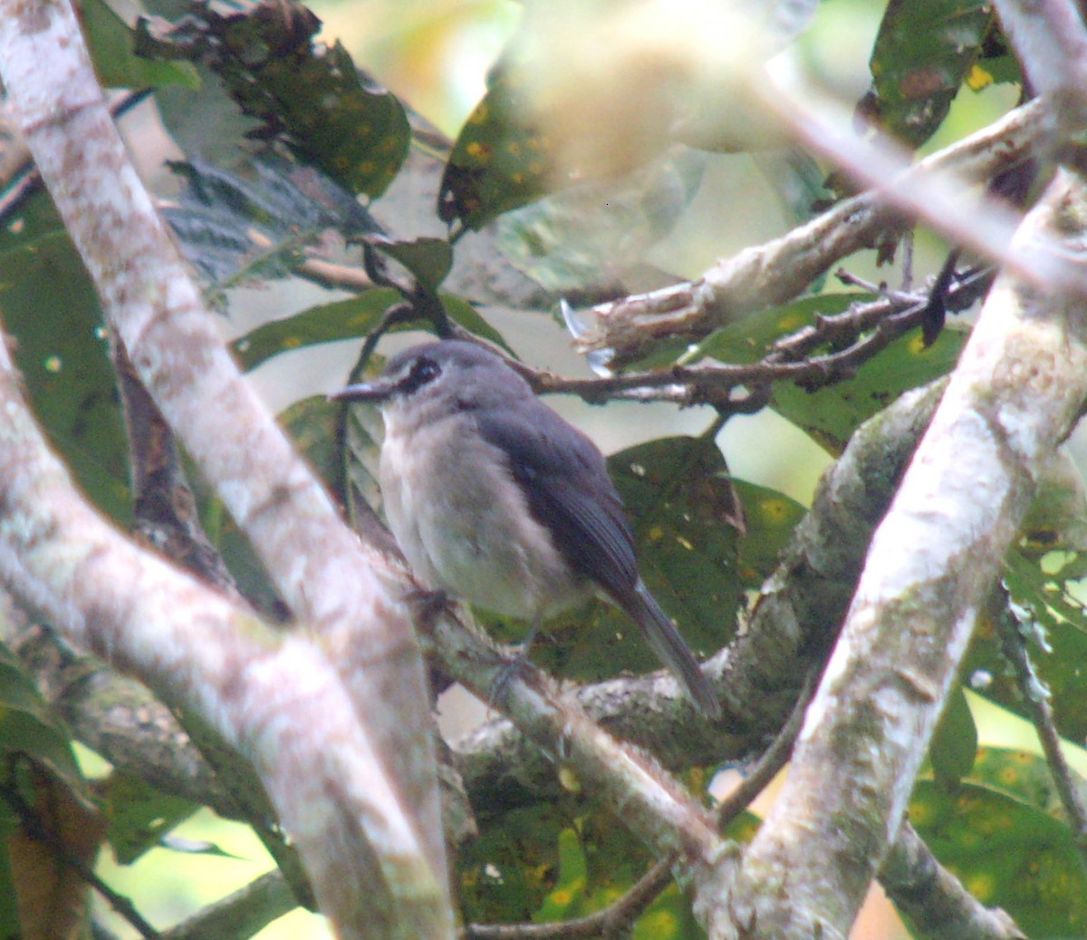 Mindanao Jungle Flycatcher - ML541125391