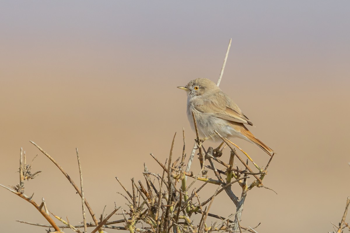 Asian Desert Warbler - ML541125411