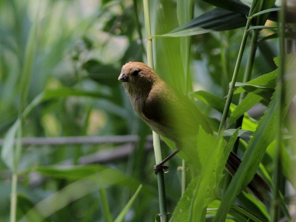 Vinous-throated Parrotbill - ML541125741