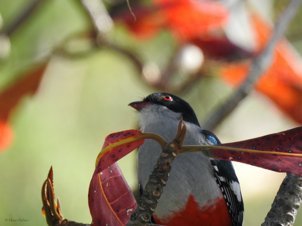 Trogon de Cuba - ML541126141