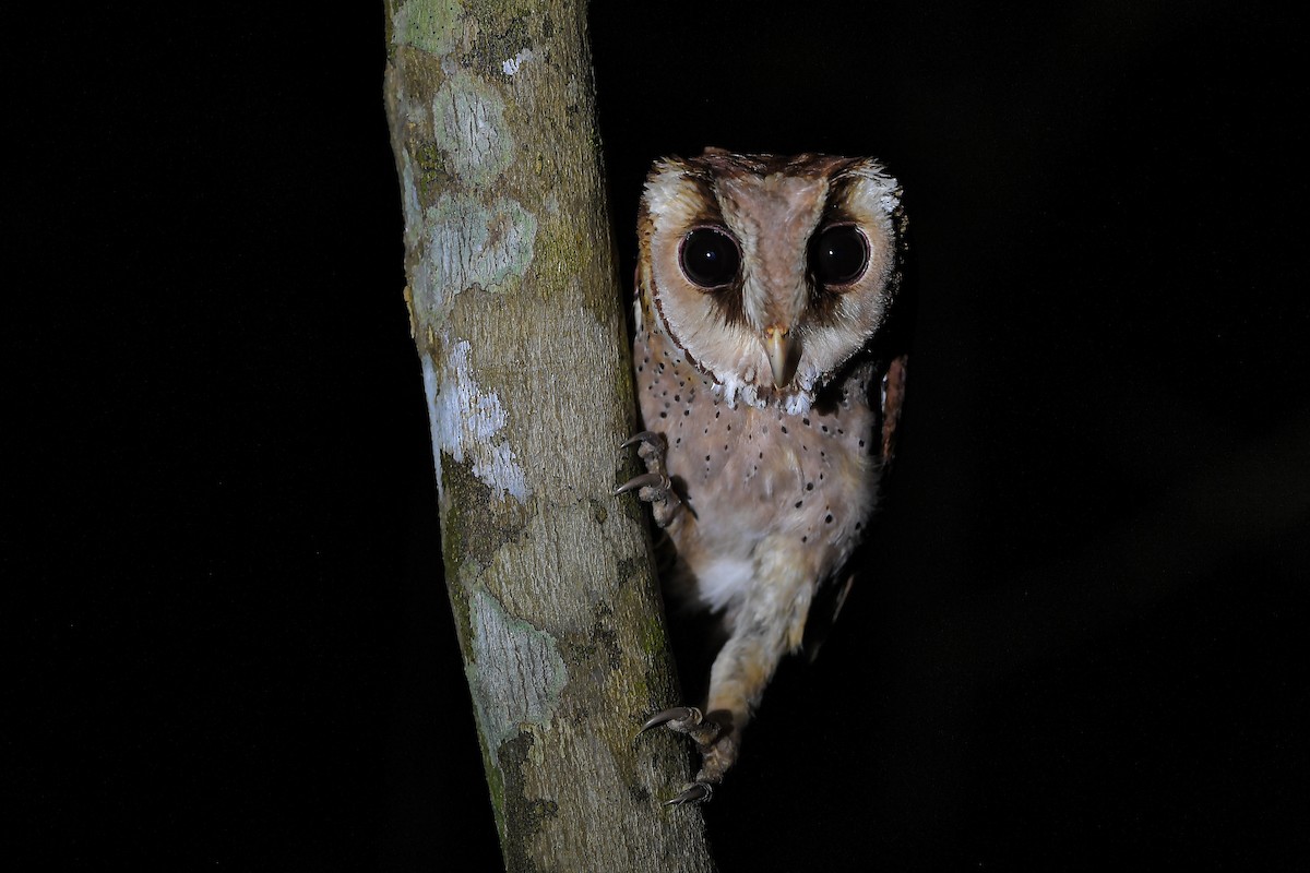 Oriental Bay-Owl - ML541126441