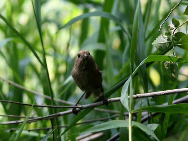 Vinous-throated Parrotbill - ML541126461