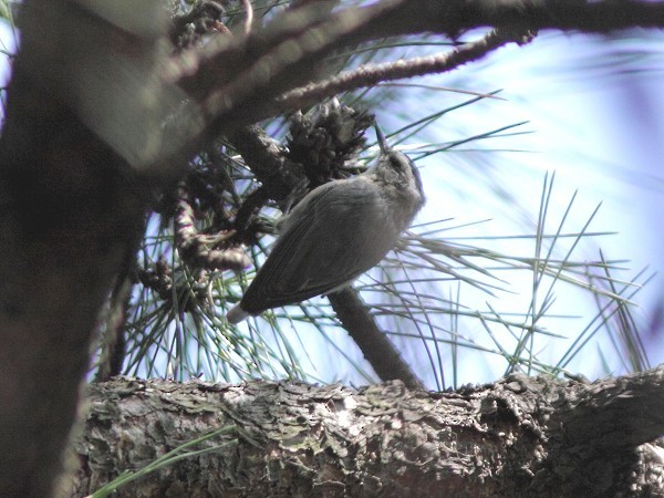 Snowy-browed Nuthatch - ML541126651