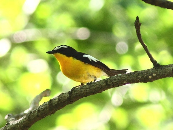 Yellow-rumped Flycatcher - ML541126671