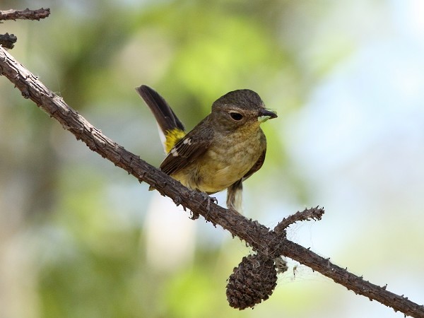 Yellow-rumped Flycatcher - ML541126681