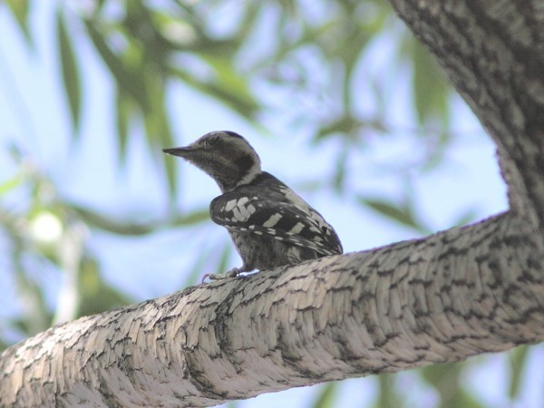 Gray-capped Pygmy Woodpecker - ML541126691