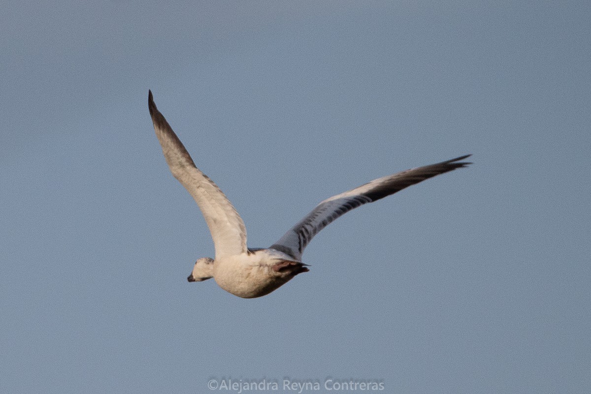 Snow Goose - ML541129311